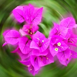 Meet your Posher, Lanair